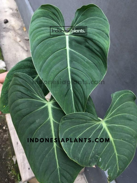 Philodendron Glorious