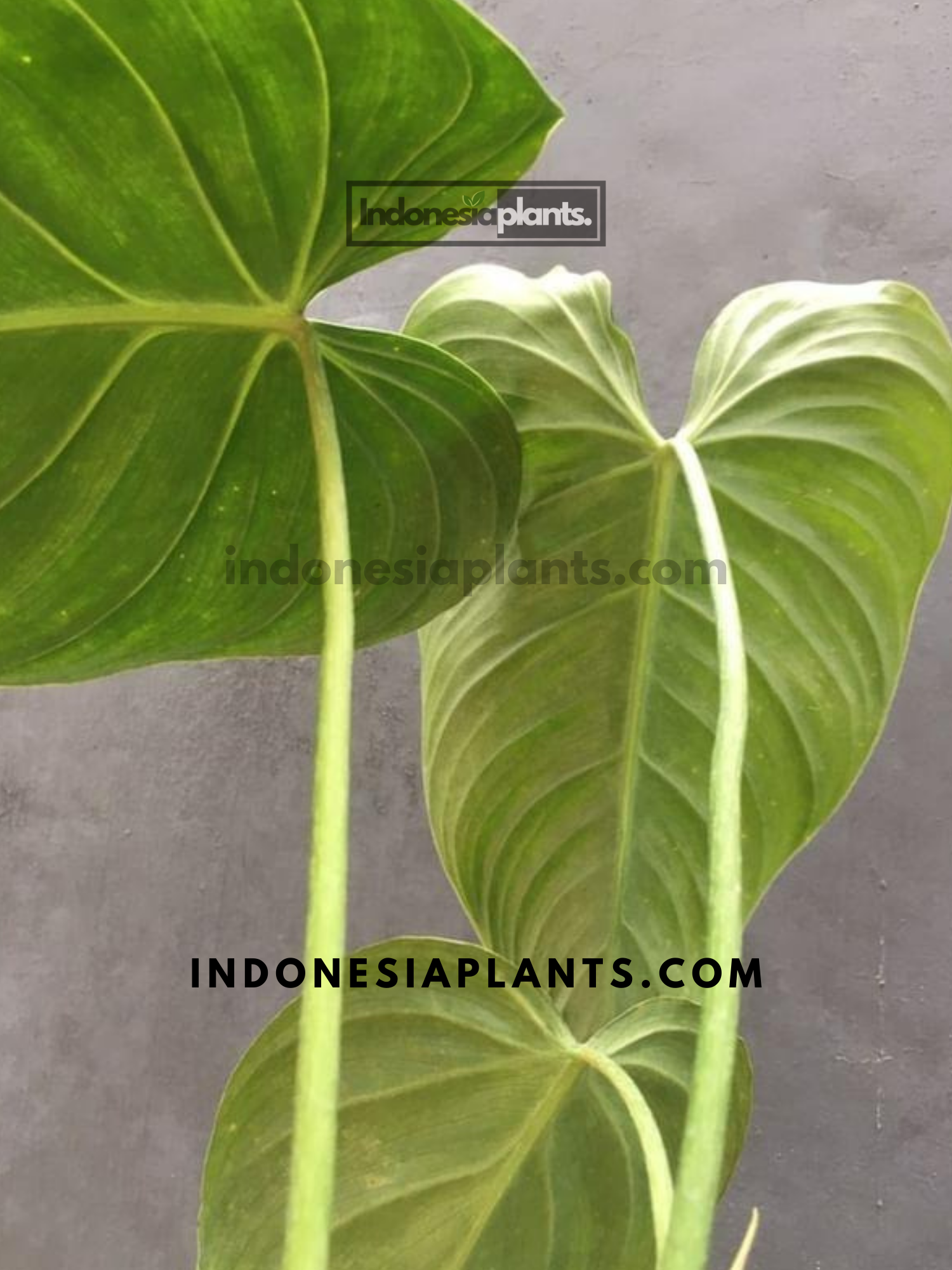 glorious philodendron Philodendron Glorious – INDONESIAPLANTS