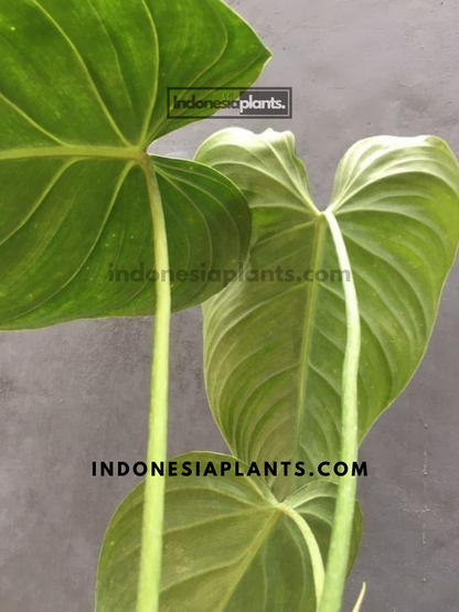 Philodendron Glorious