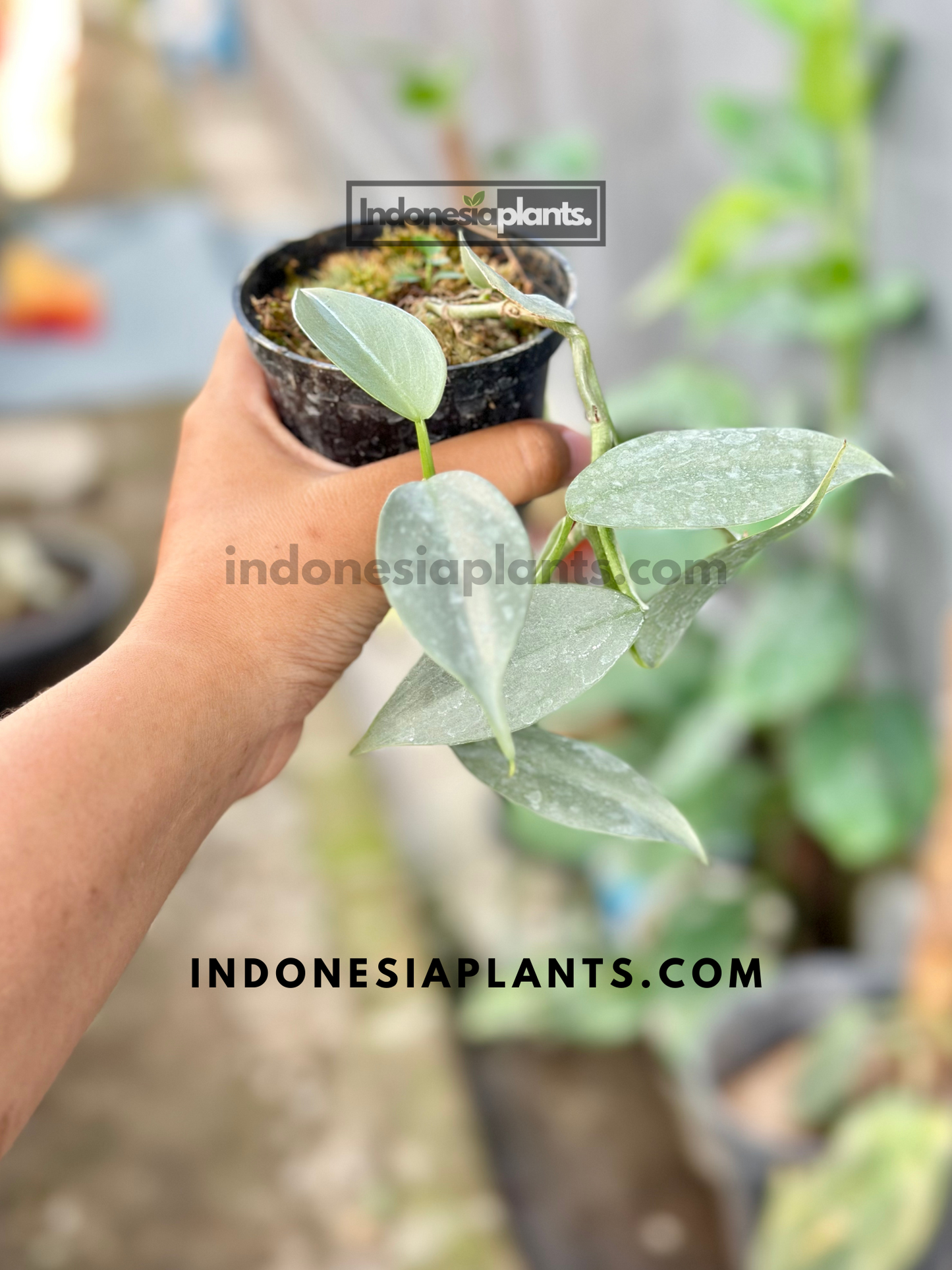 Philodendron Hastatum Silver Sword