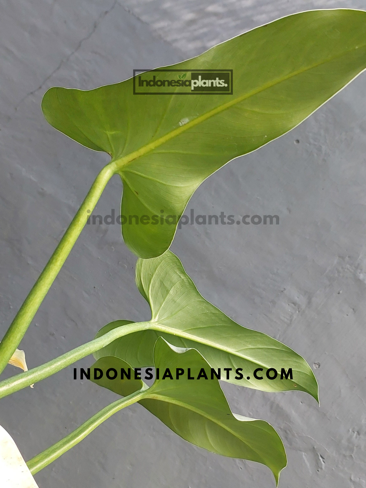 Philodendron Hastatum Silver Sword 