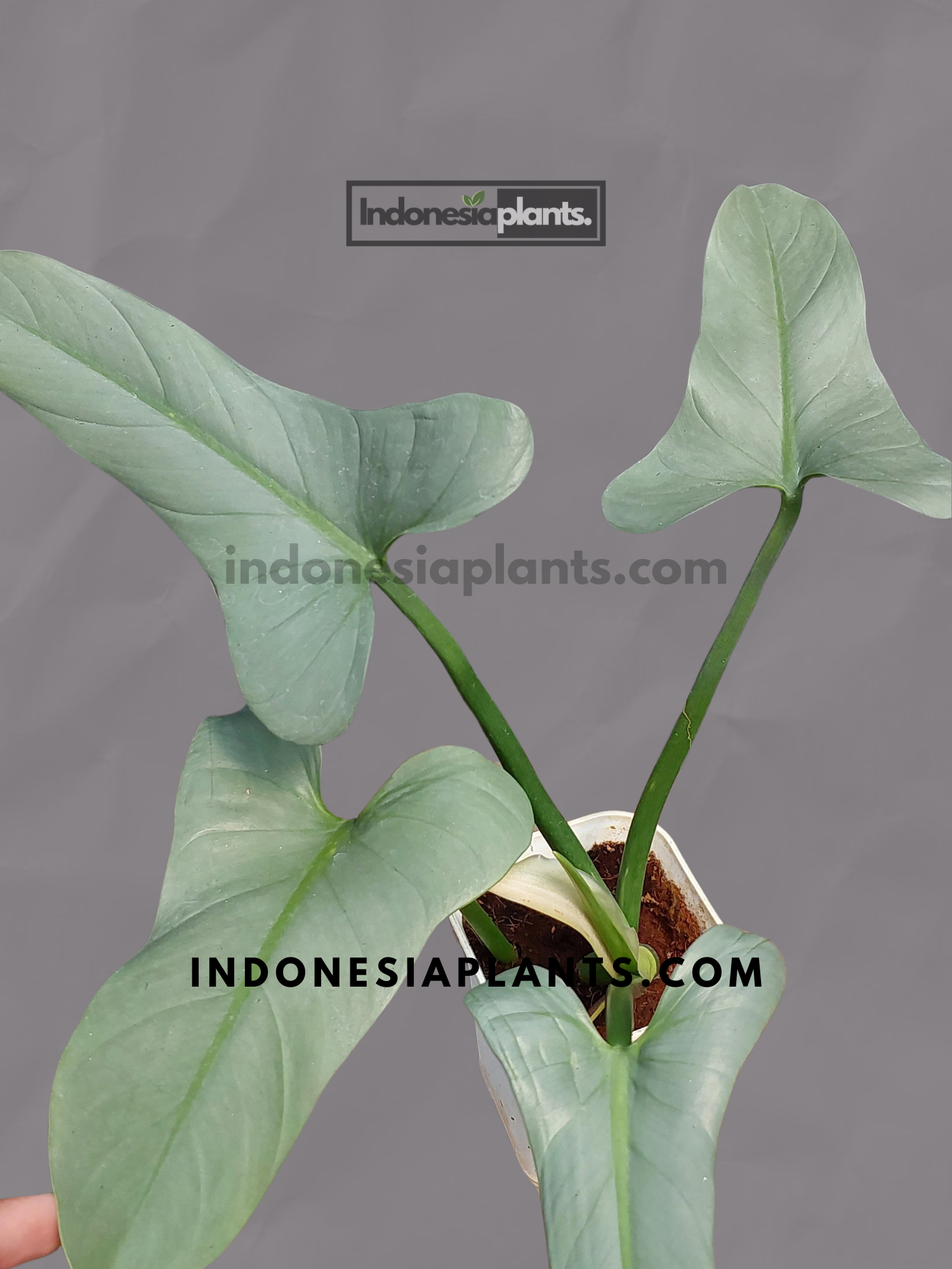 Philodendron Hastatum Silver Sword 