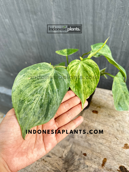 philodendron hederaceum cuidados Philodendron Hederaceum Heartleaf abigarrado – INDONESIAPLANTS