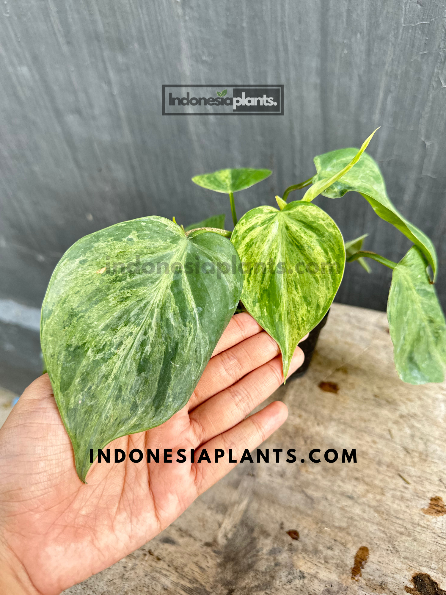 Philodendron Hederaceum Heartleaf Variegated