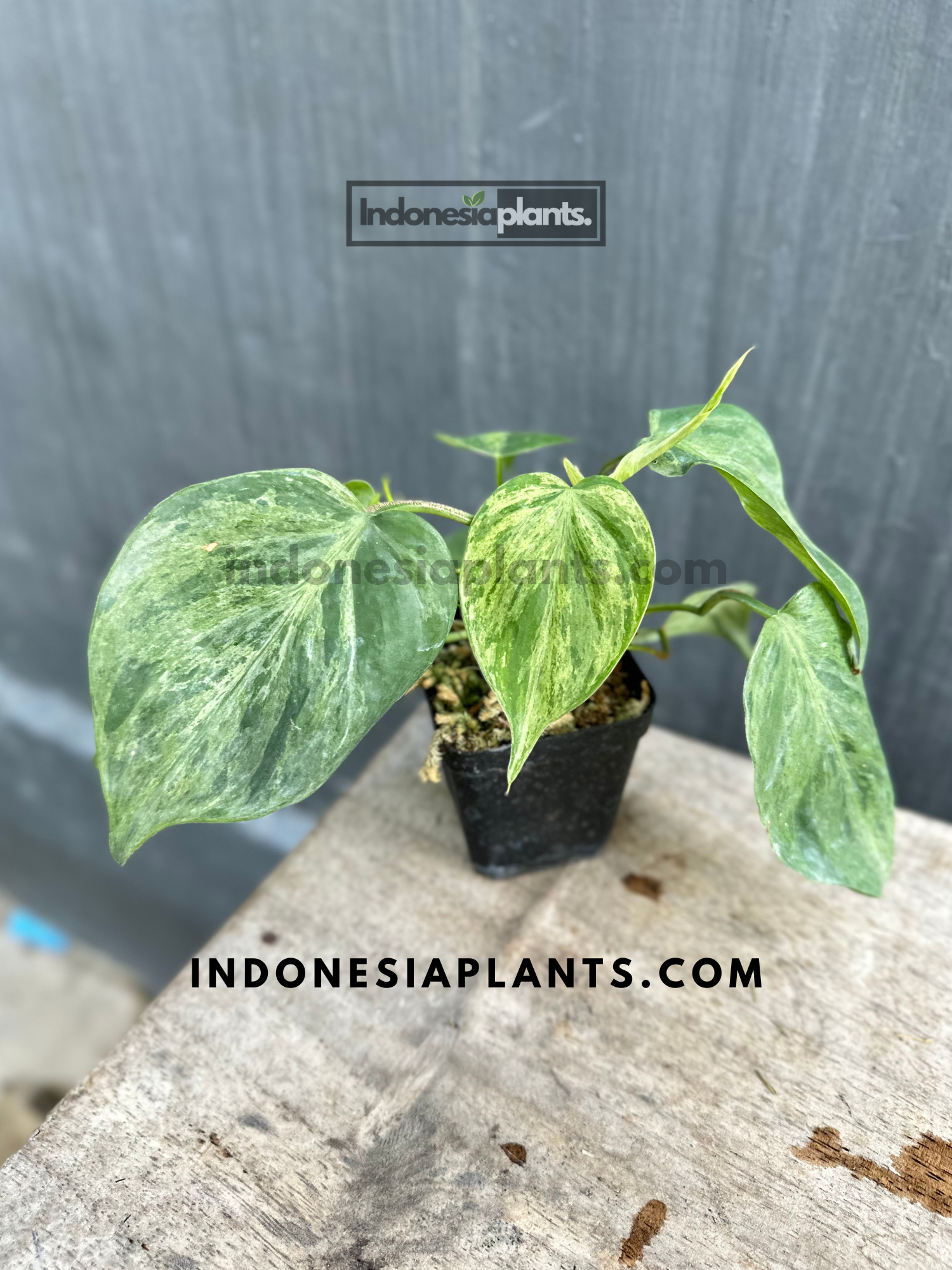 heartleaf philodendron variegated Philodendron Hederaceum Heartleaf Variegated – INDONESIAPLANTS