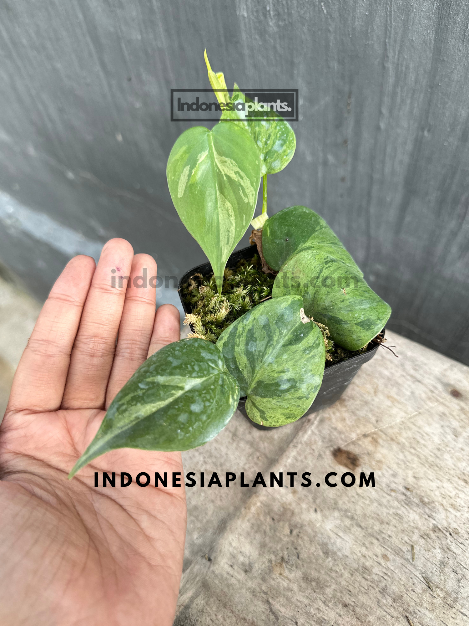 philodendron starter Philodendron Hederaceum Heartleaf Variegated Starter Plants – INDONESIAPLANTS