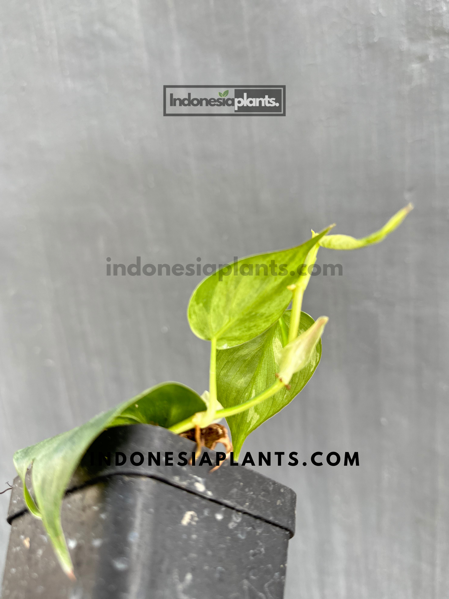 Philodendron Hederaceum Heartleaf Variegated Starter Plants