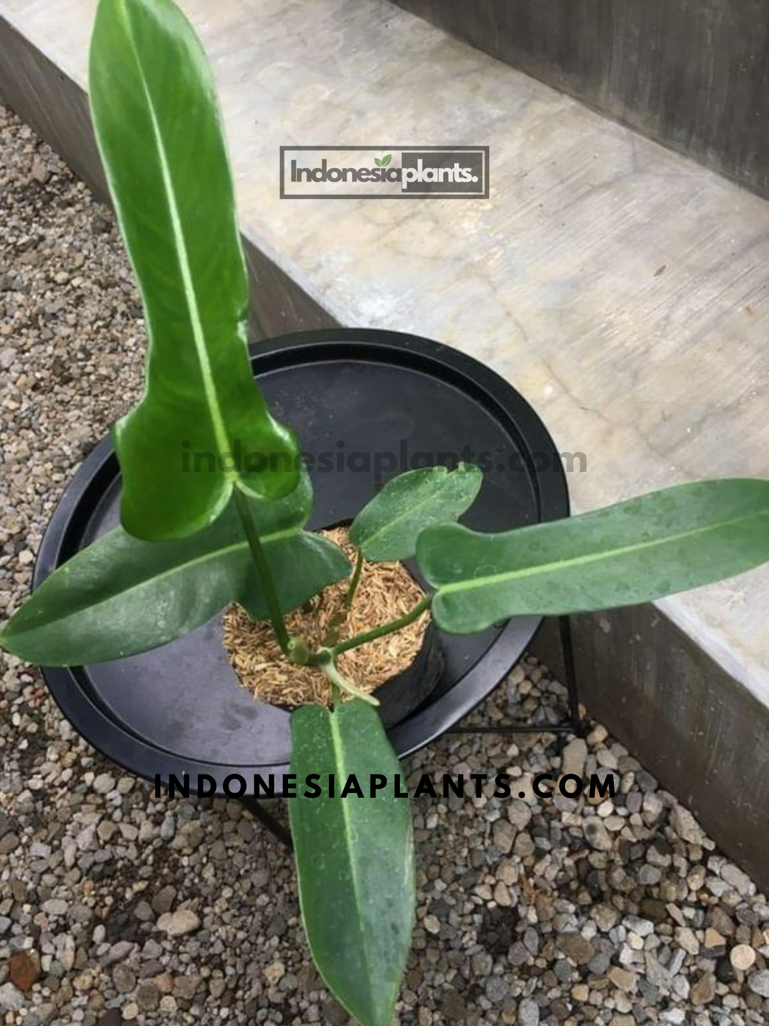 jerry horne philodendron Philodendron Jerry Horne – INDONESIAPLANTS