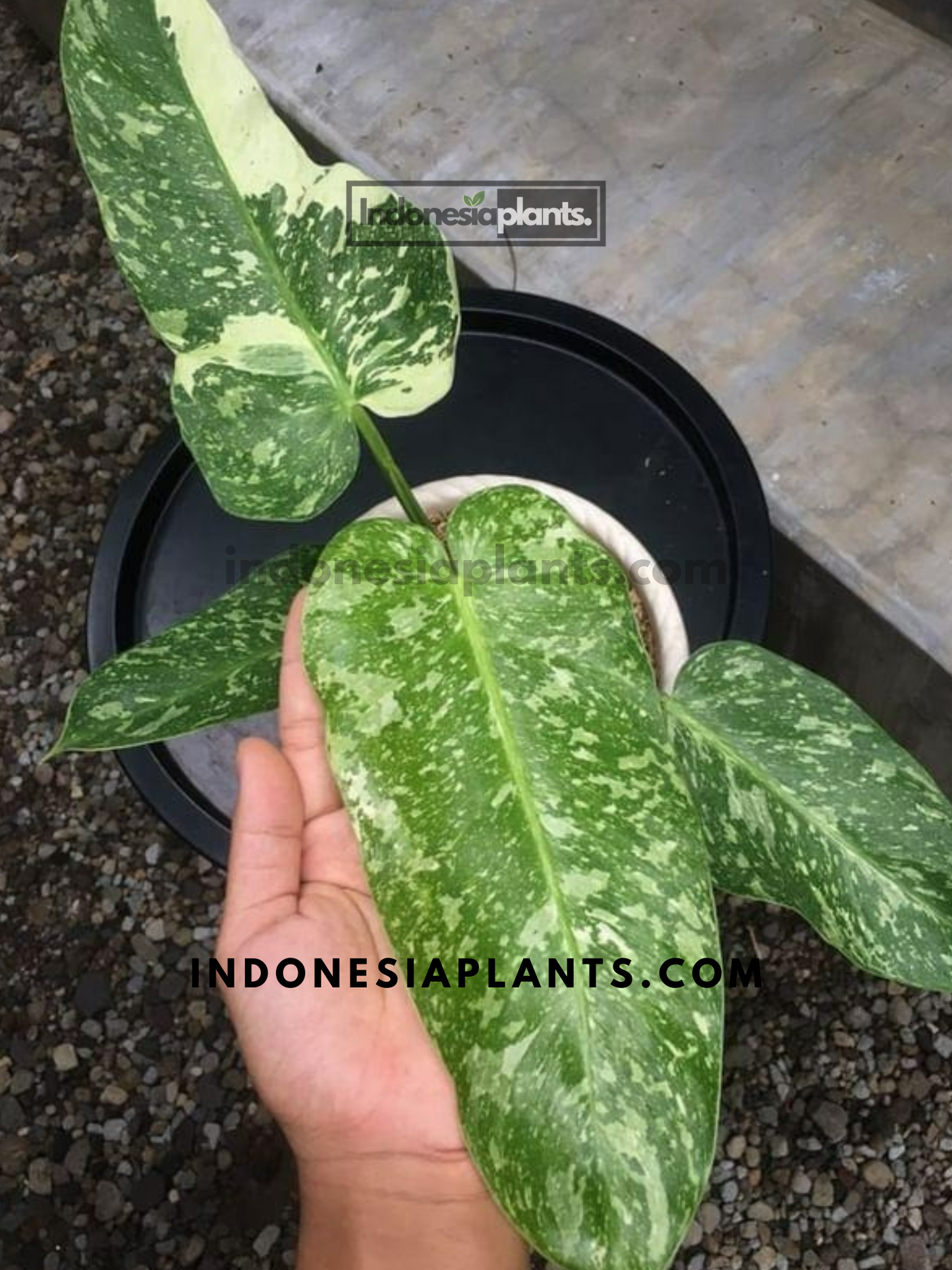 Philodendron Jose Buono Medium Size