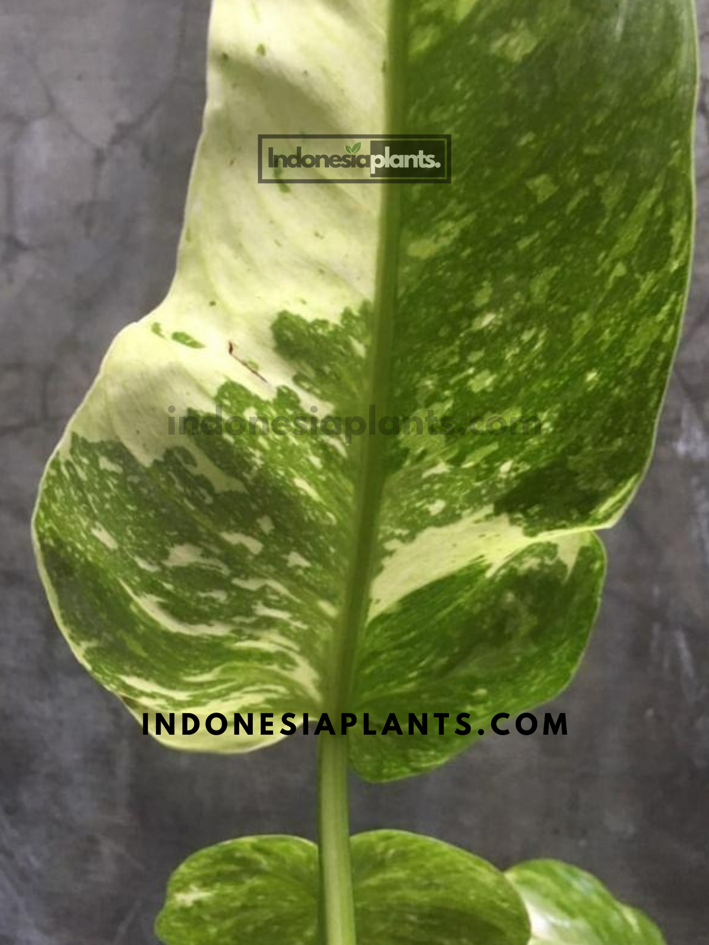 Back view of Philodendron Jose Buono Medium Size showcasing its broad green leaves with creamy white variegation.