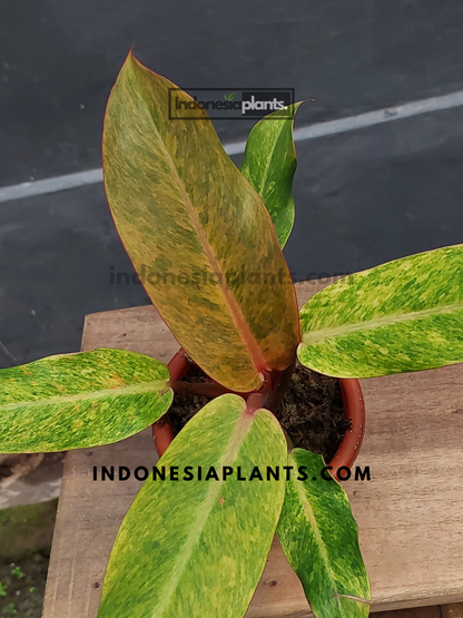 philodendron orange marmalade vs painted lady Philodendron Orange Marmalade Small Size