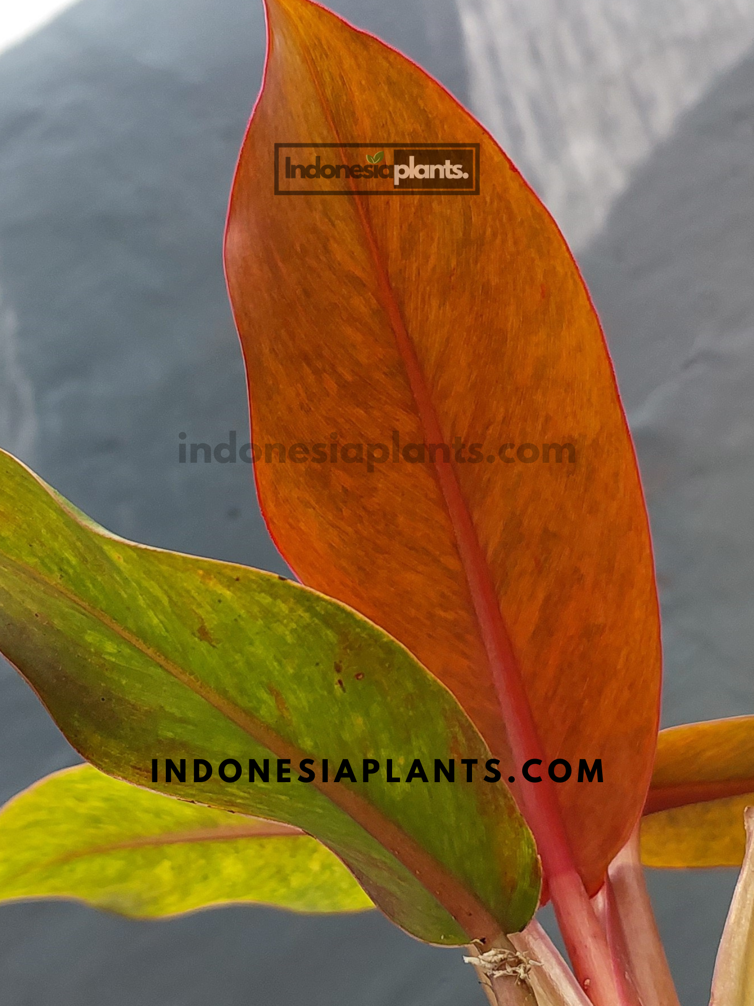 Philodendron Orange Marmalade