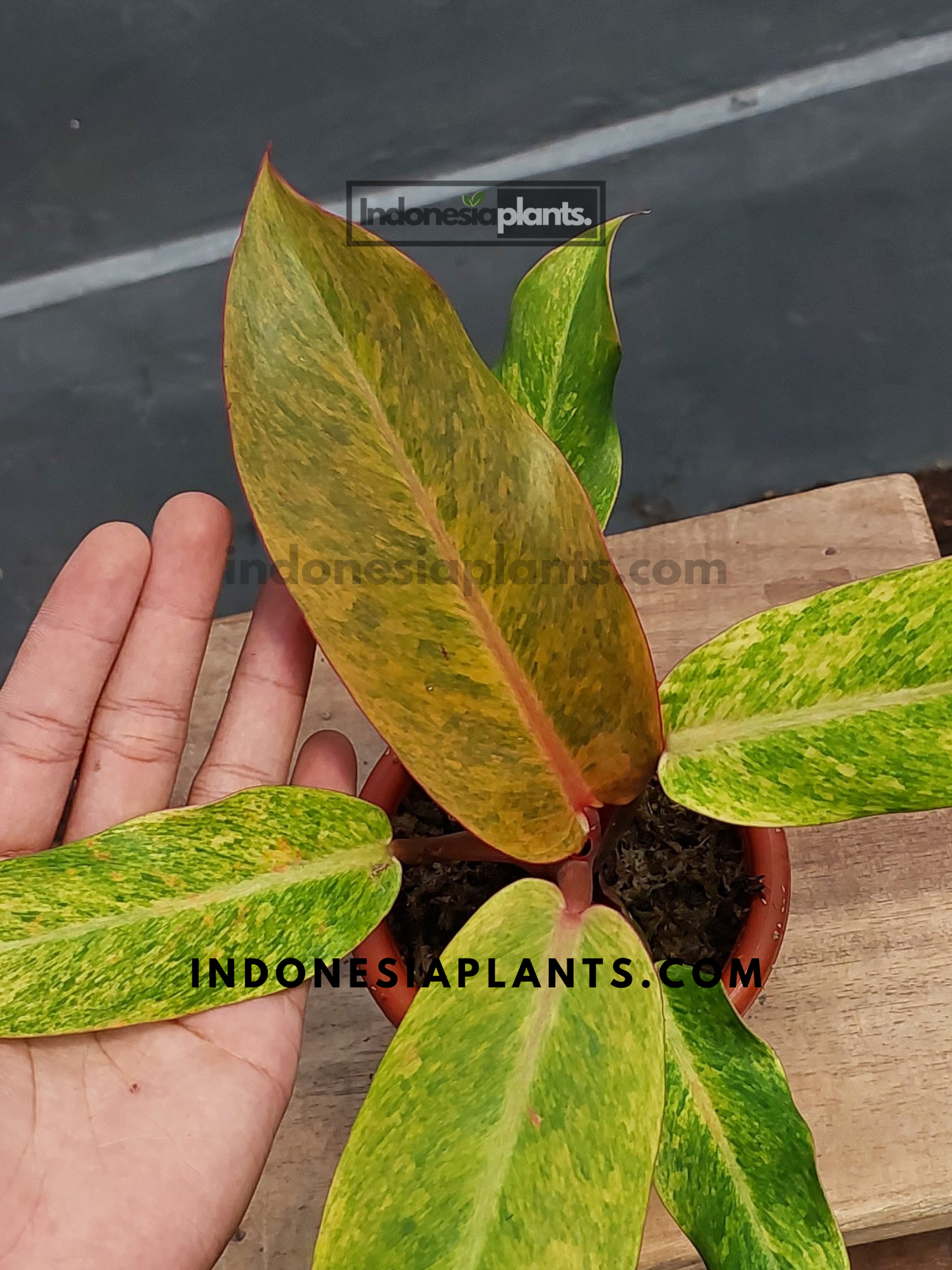 Philodendron Orange Marmalade