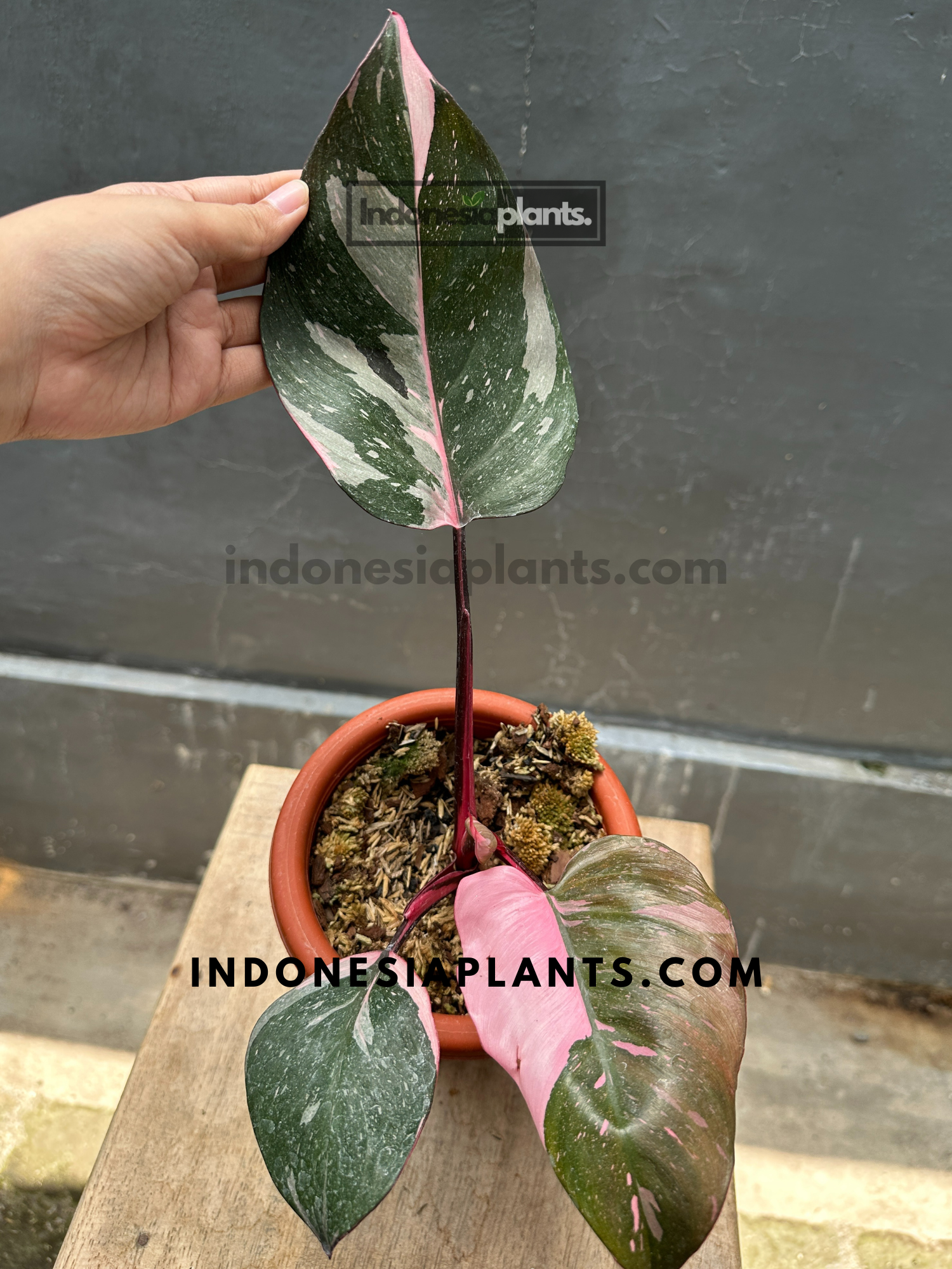 philodendron black cherry for sale Philodendron Pink Princess Black Cherry Galaxy – INDONESIAPLANTS