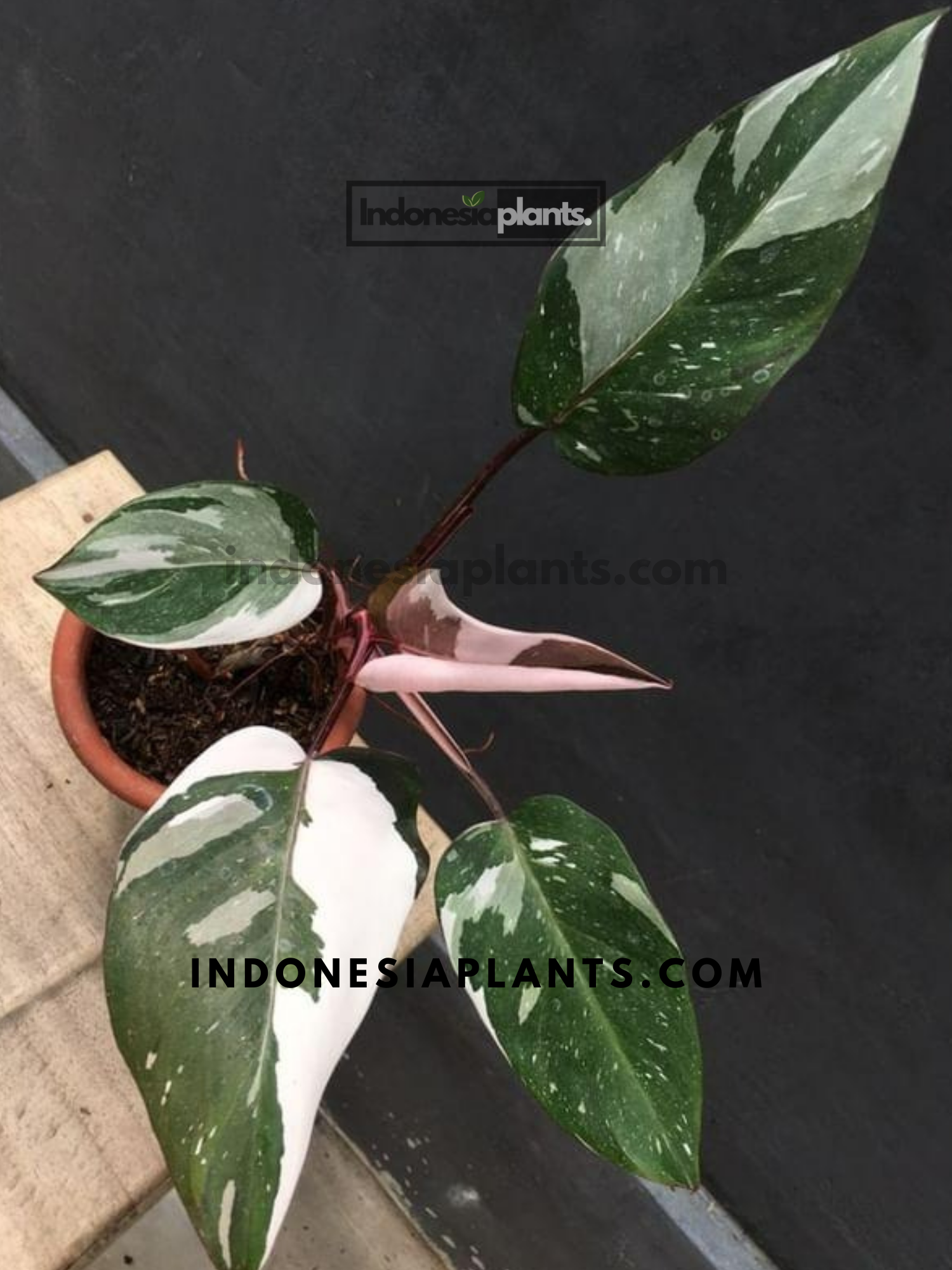 Philodendron Red Anderson