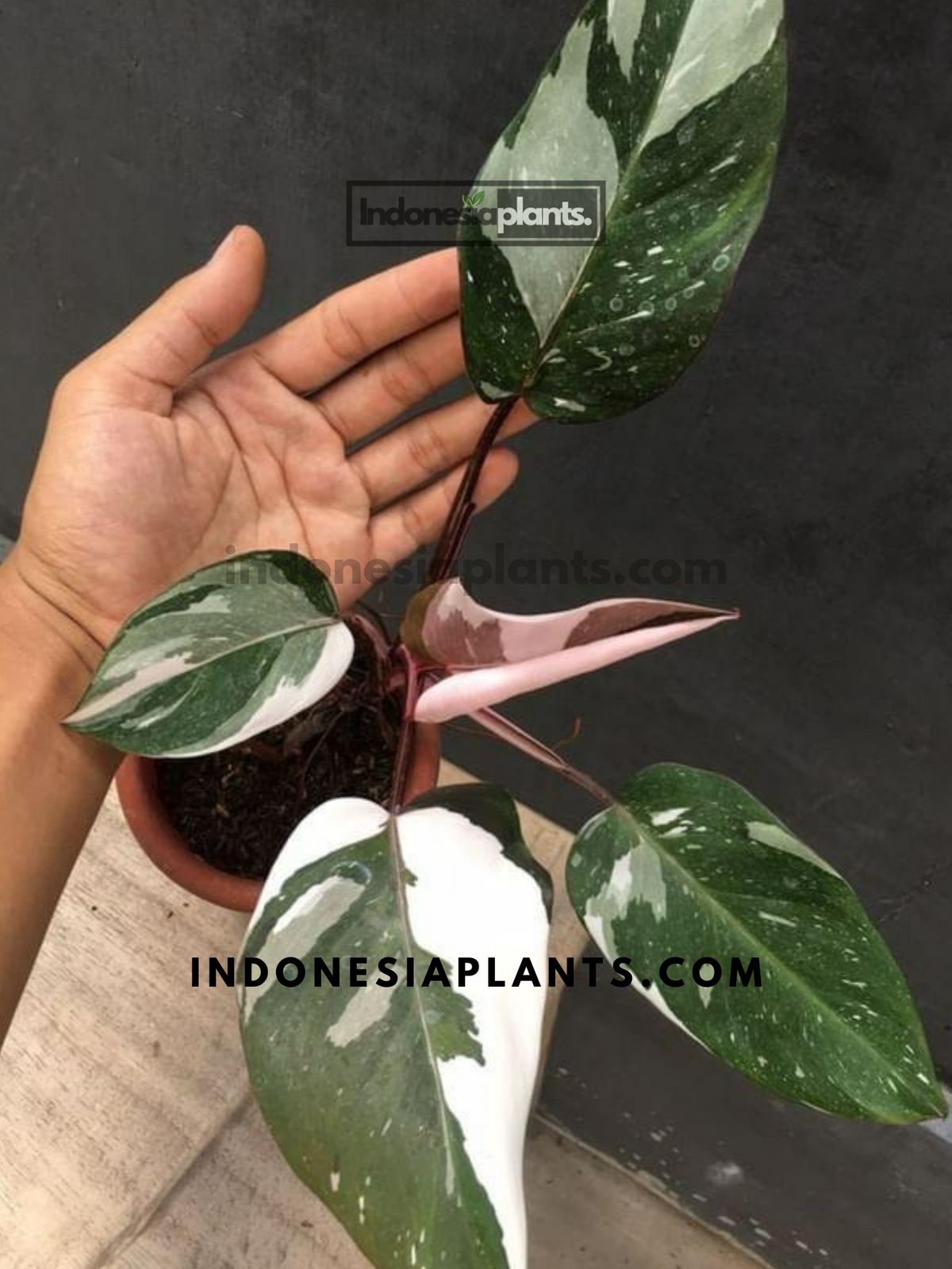Philodendron Red Anderson – INDONESIAPLANTS