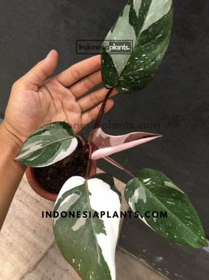 Philodendron Red Anderson