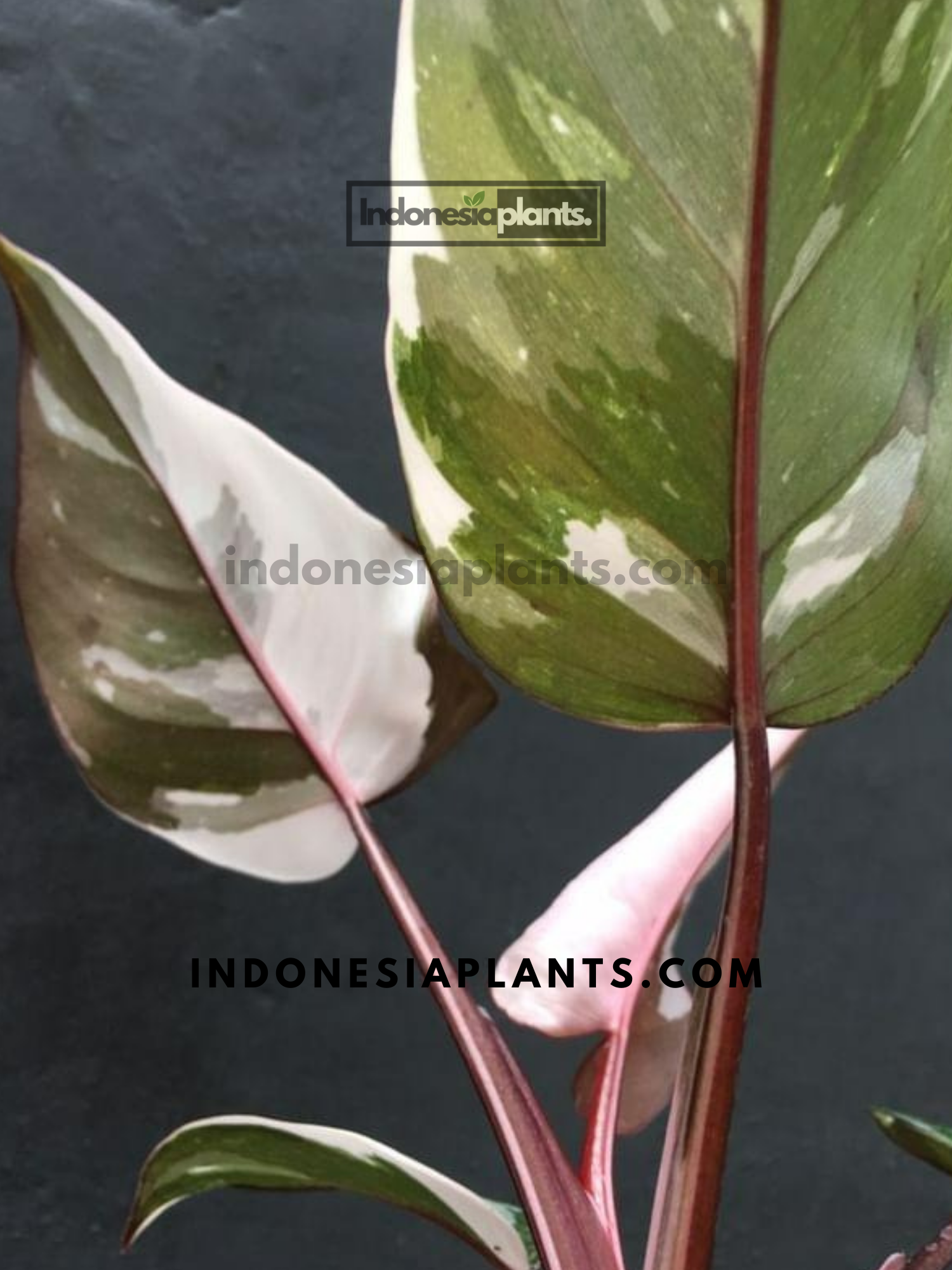 Philodendron Red Anderson