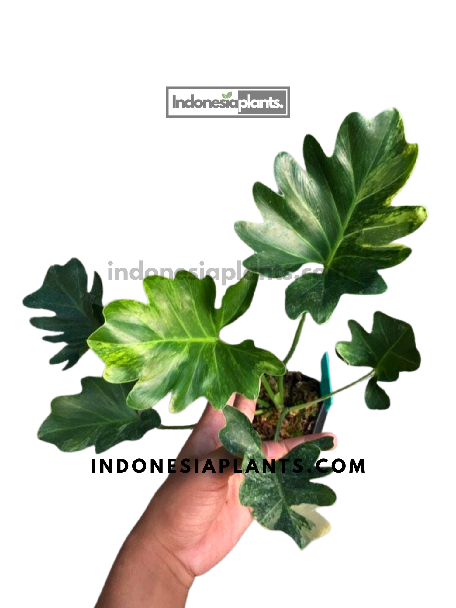 Philodendron Selloum Variegated