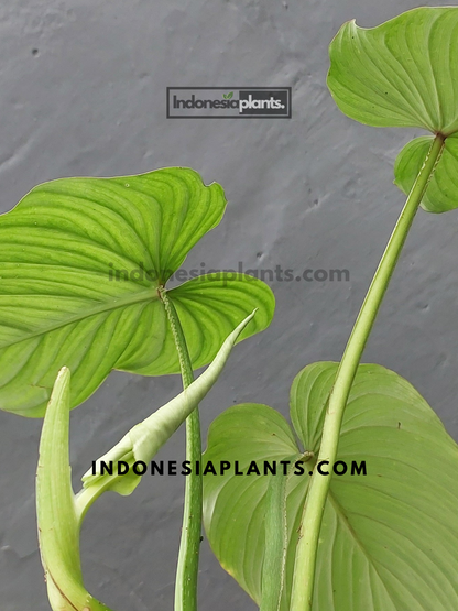 Philodendron Silver Cloud