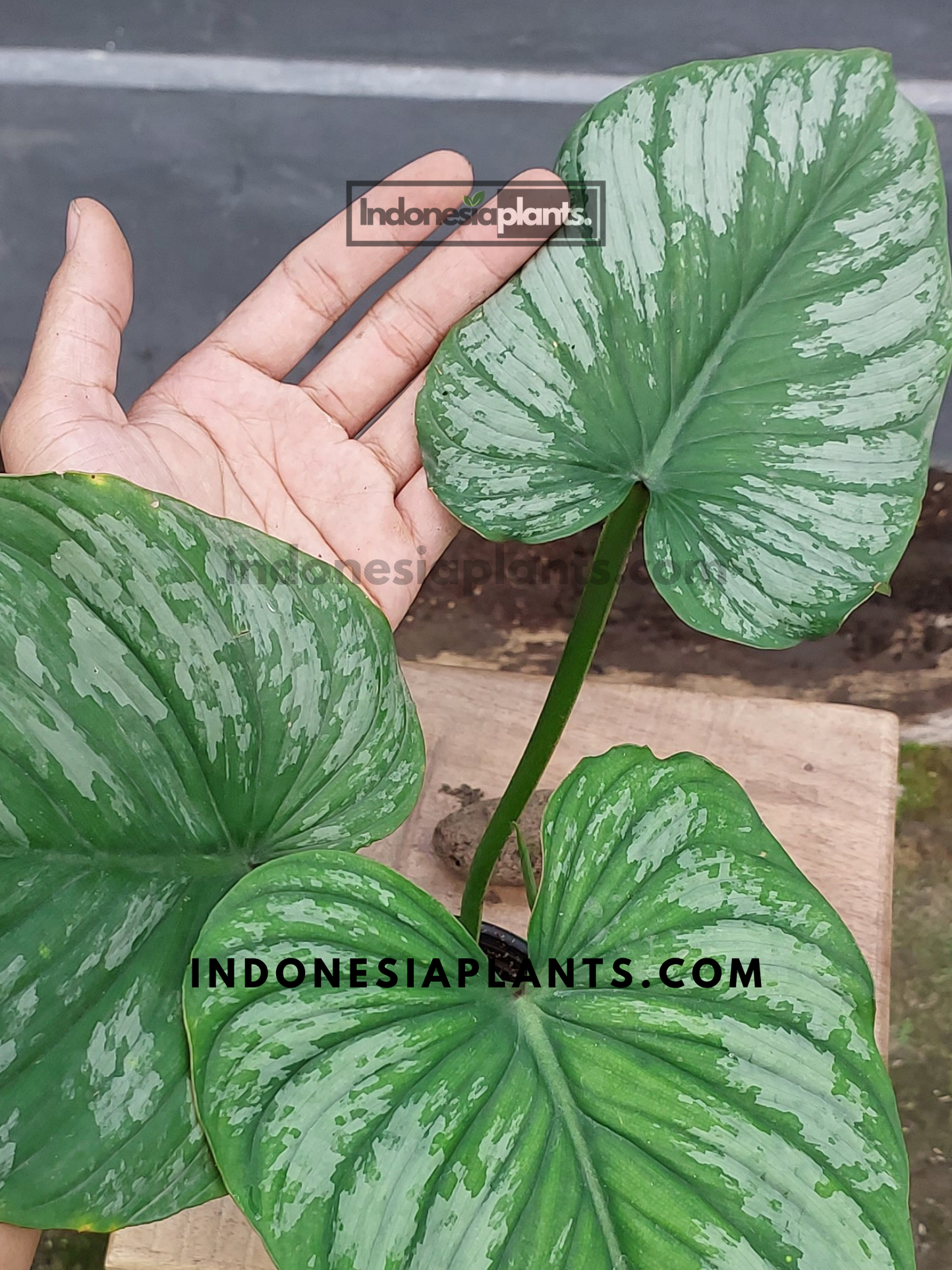 Philodendron Silver Cloud