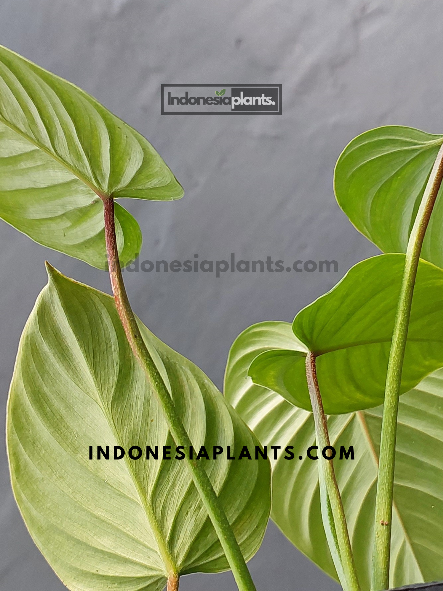 is philodendron sodiroi a climber Philodendron Sodiroi – INDONESIAPLANTS