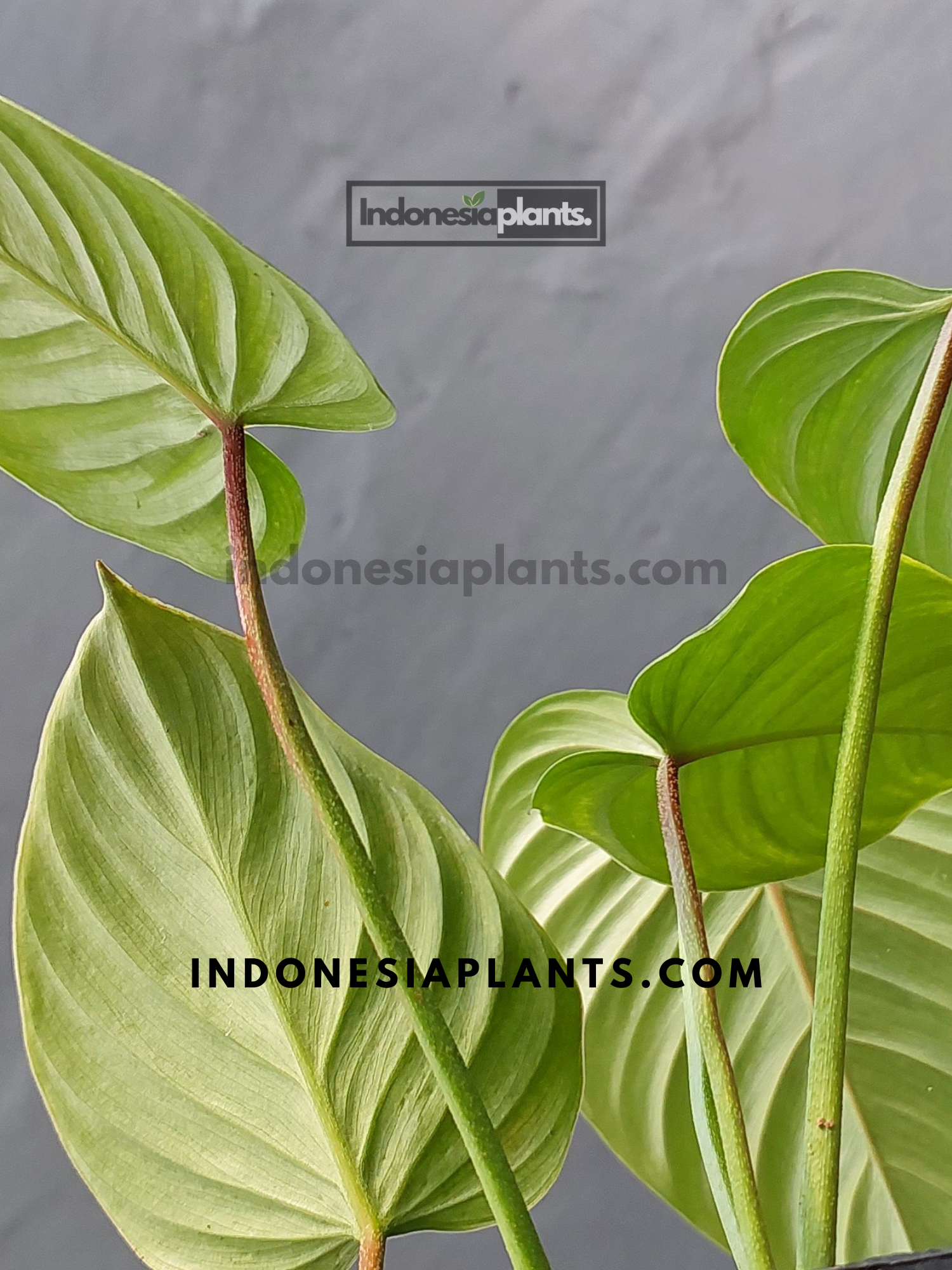 Philodendron Sodiroi