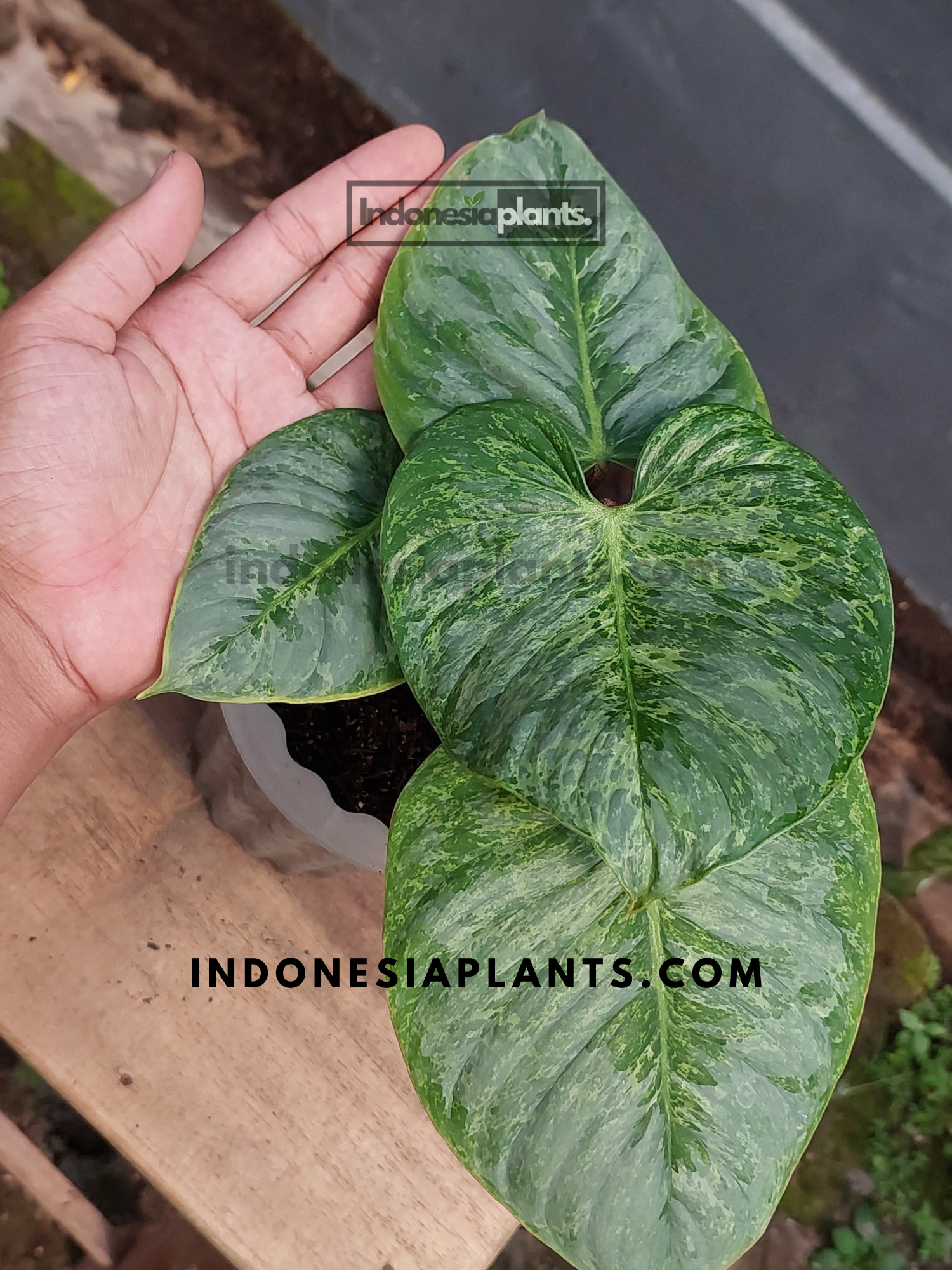philodendron variegated sodiroi Philodendron Sodiroi Variegated – INDONESIAPLANTS