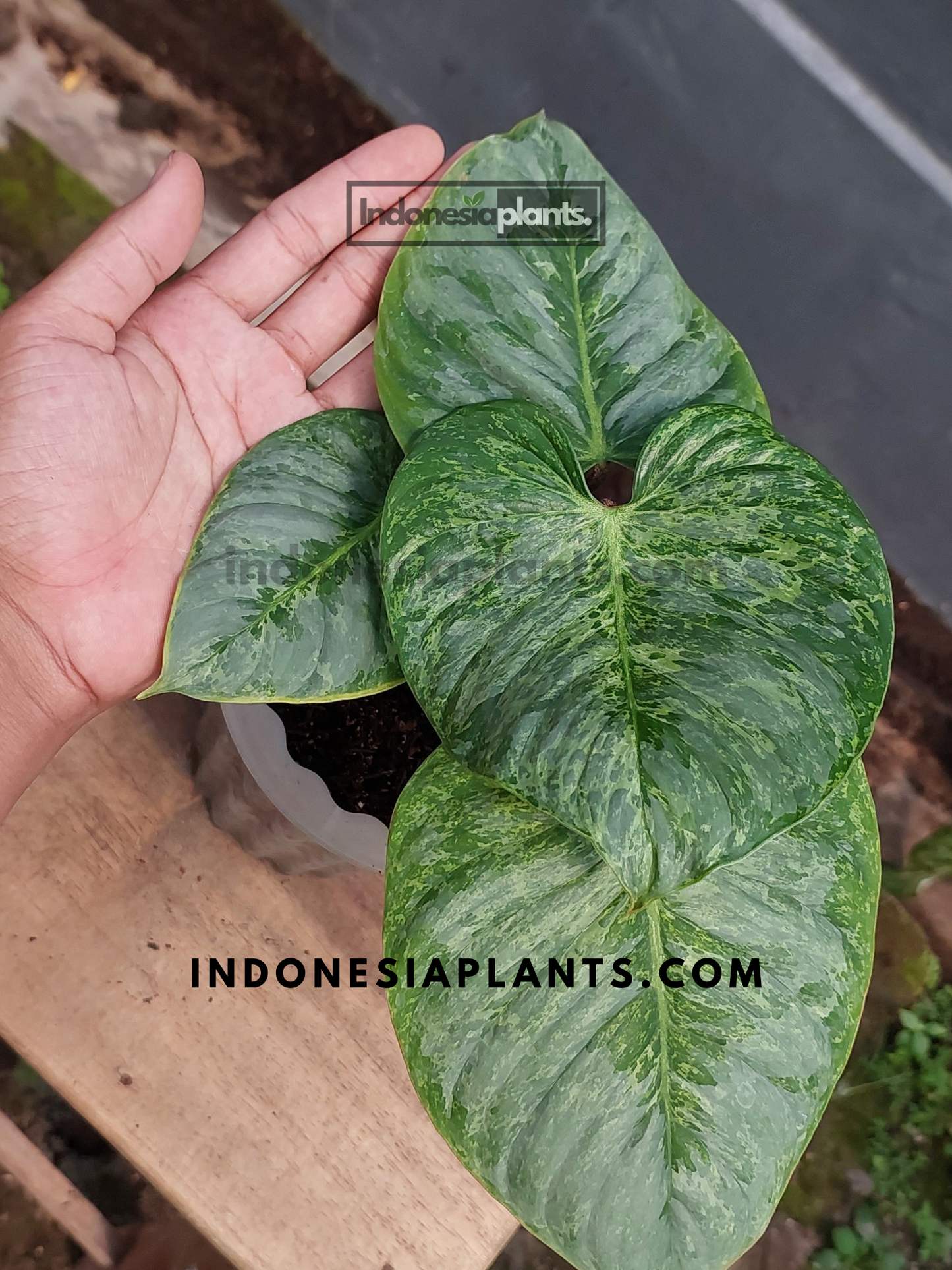 Philodendron Sodiroi Variegated