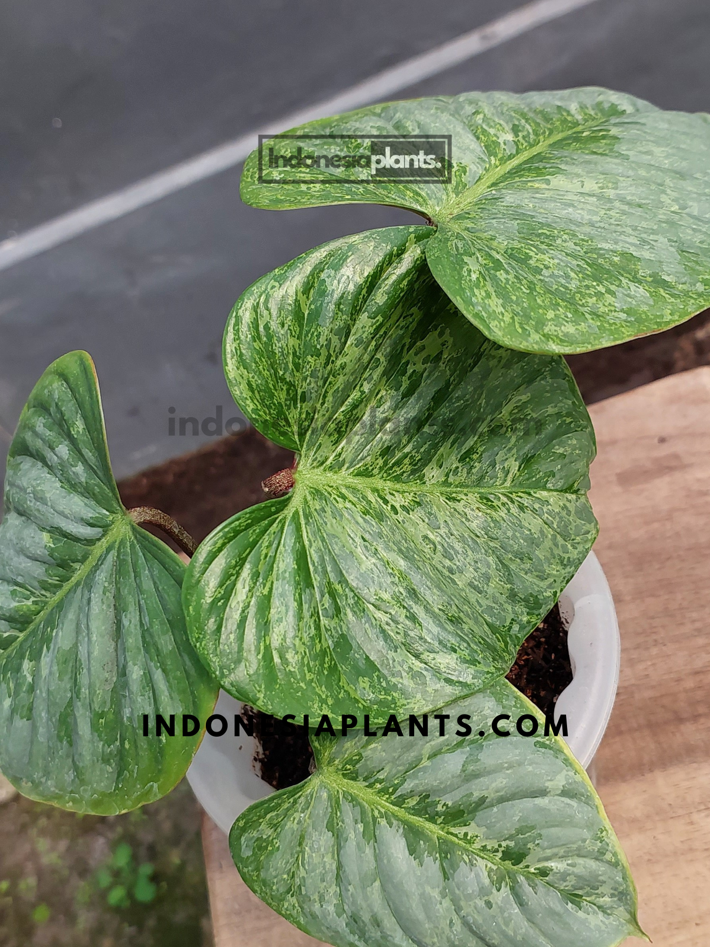 Philodendron Sodiroi Variegated