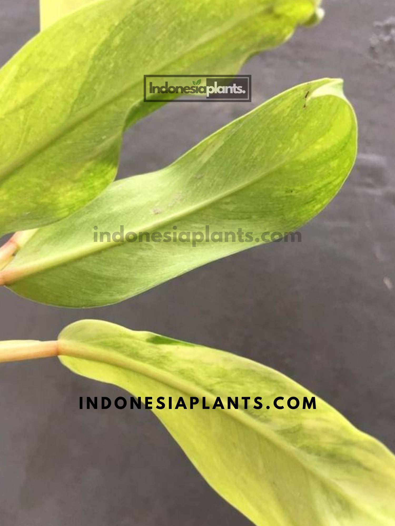 lemon lime philodendron variegated Philodendron Lemon Lime Variegated