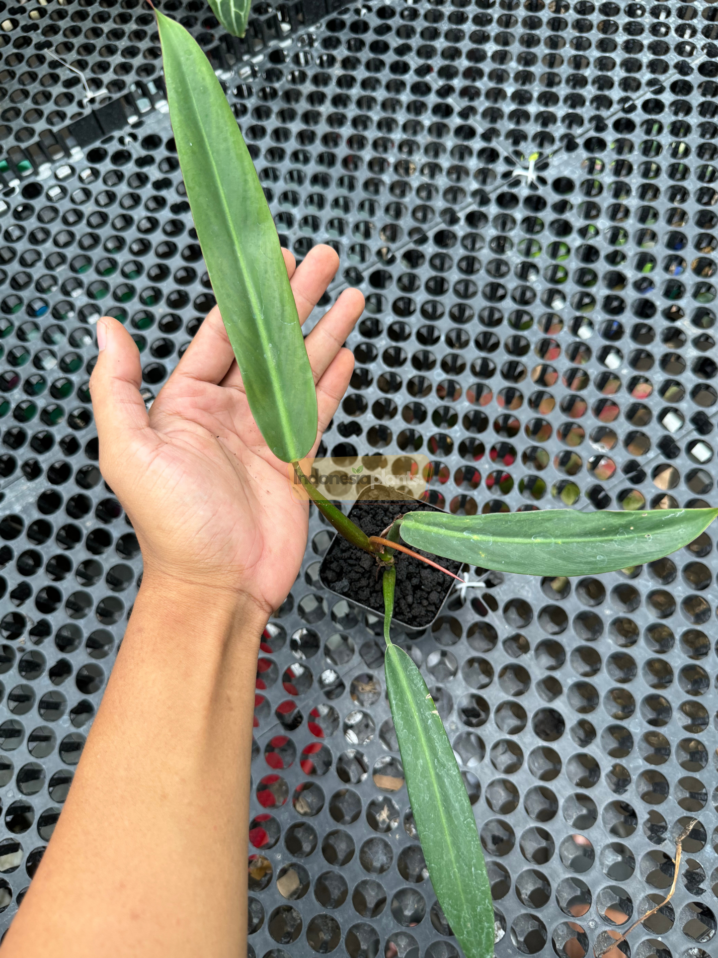 Top view of a Philodendron Bicolor Small showing three elongated green leaves in a black pot on mesh surface.