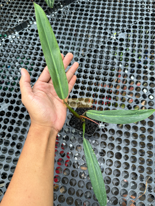 Top view of a Philodendron Bicolor Small showing three elongated green leaves in a black pot on mesh surface.