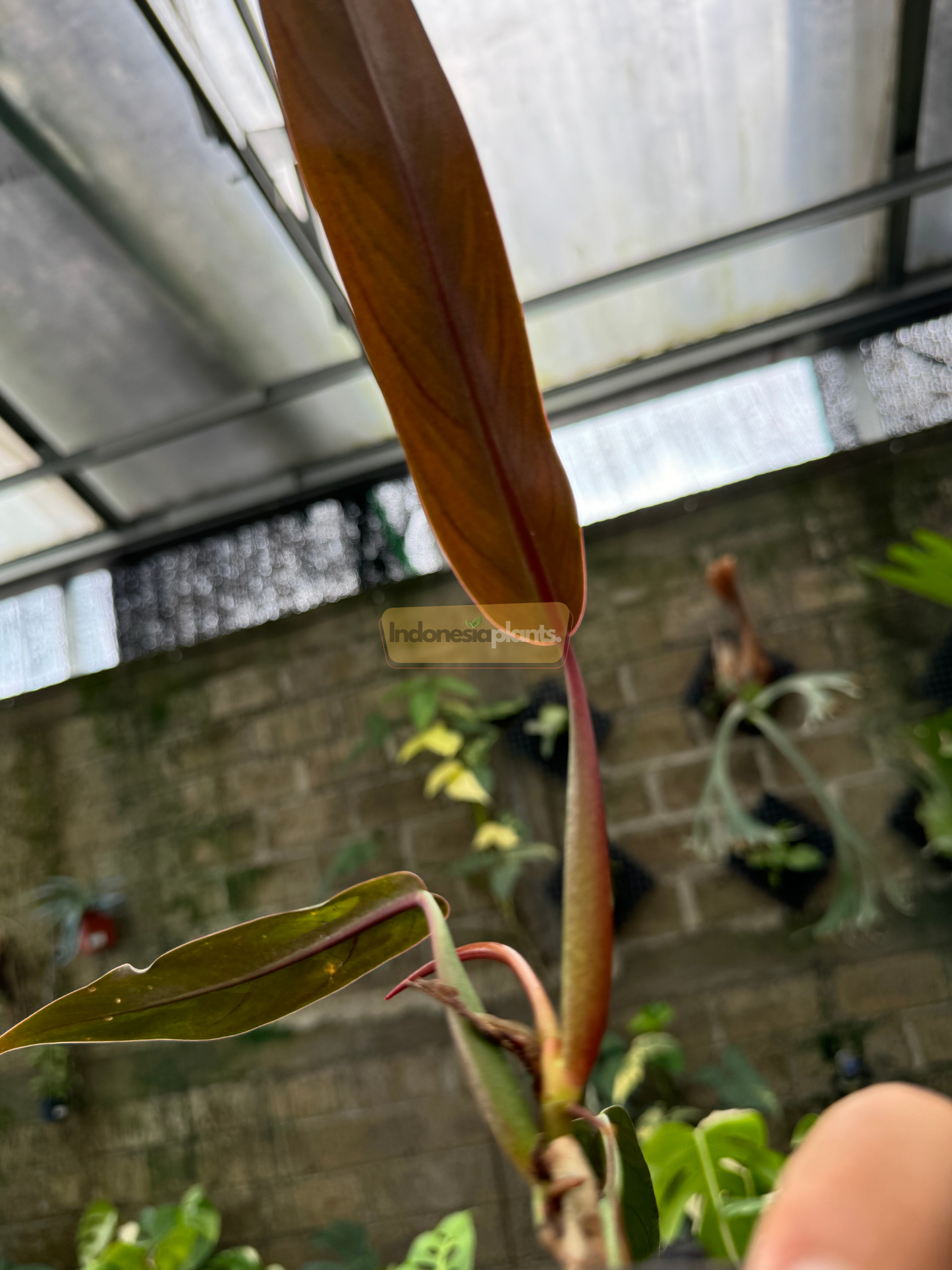 Philodendron Bicolor Small held by hand, highlighting the length and sleek form of its glossy green foliage.