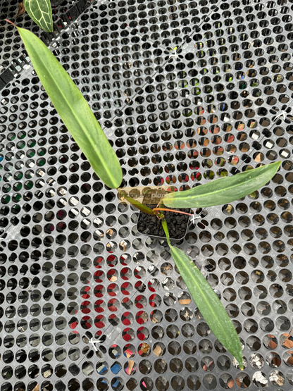 Close-up of the reddish underside of a new Philodendron Bicolor leaf, emerging in a greenhouse setting.
