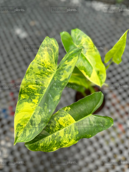 Philodendron Burle Marx Variegated displaying elongated leaves with bright yellow and green marbled variegation.