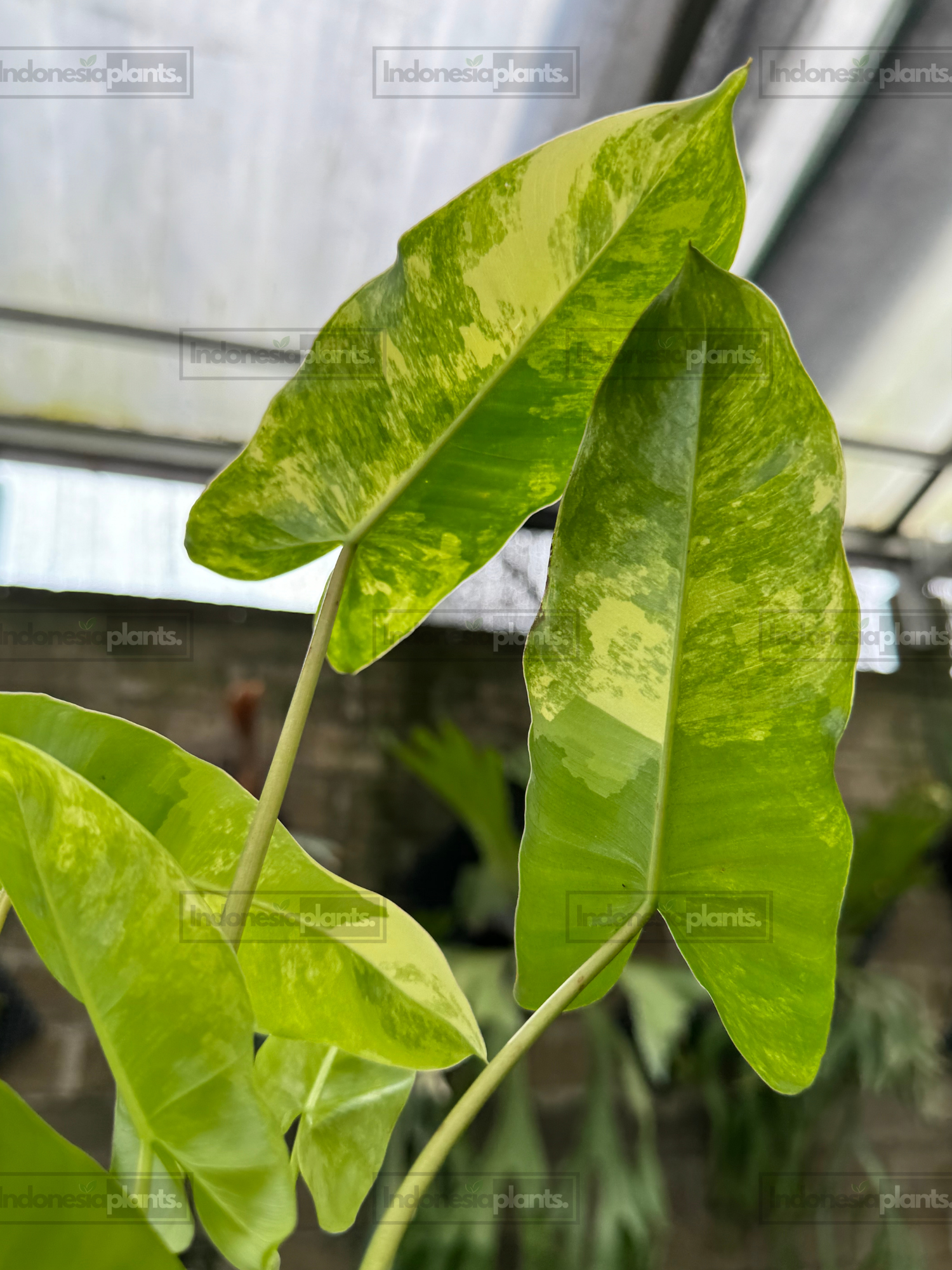 Close-up of Philodendron Burle Marx Variegated foliage featuring cream and lime sectoral patterns.