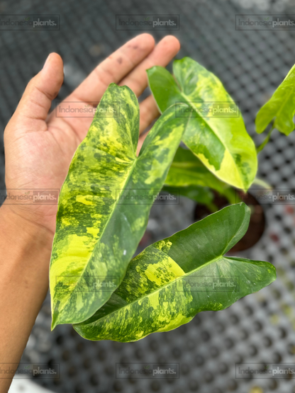 Top view of Philodendron Burle Marx Variegated showing multiple leaves with vibrant variegated coloration.
Meta Description