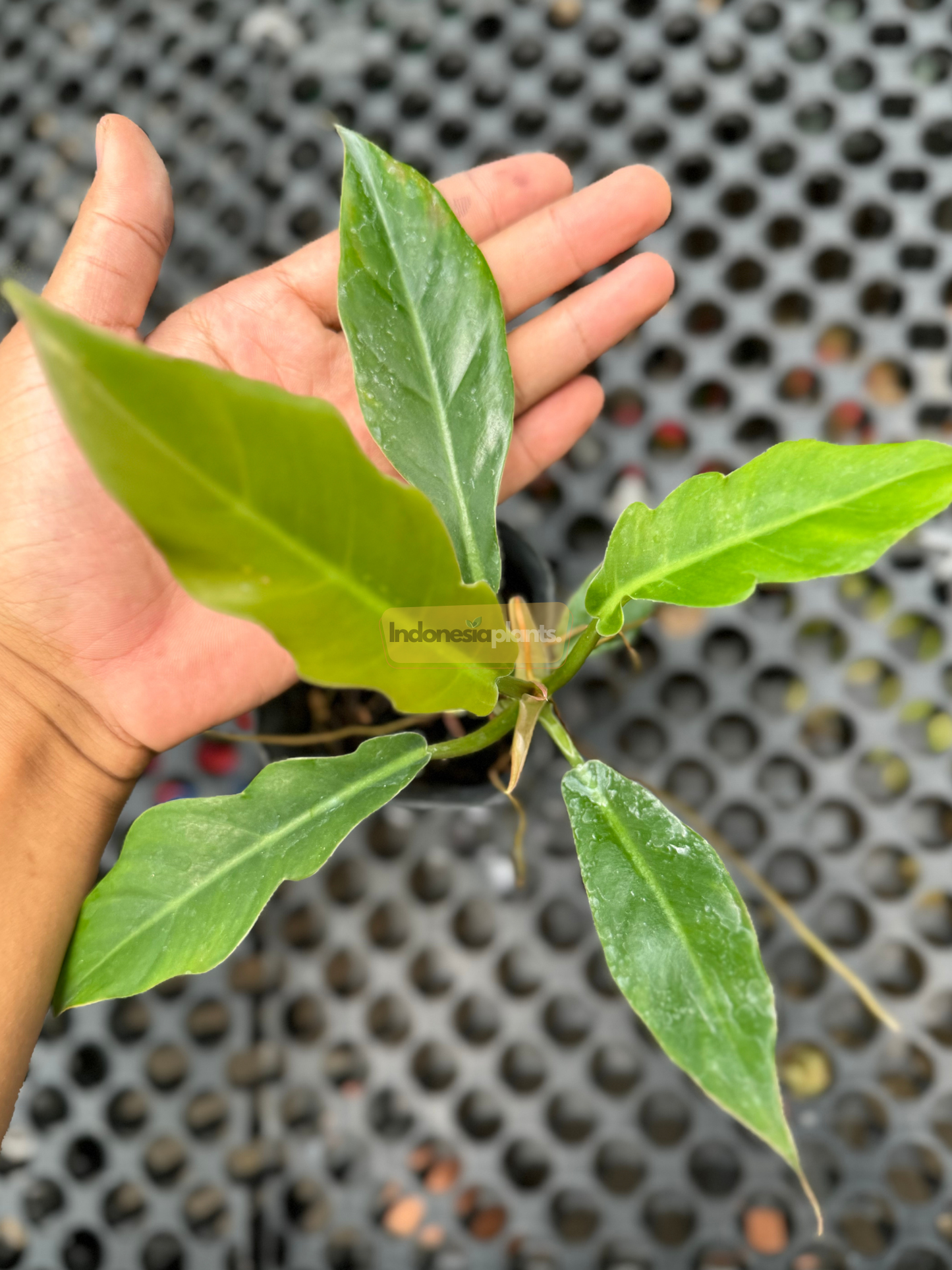 Top-view of Philodendron Green Saw showing five elongated leaves with light green new growth, displayed on black perforated surface.