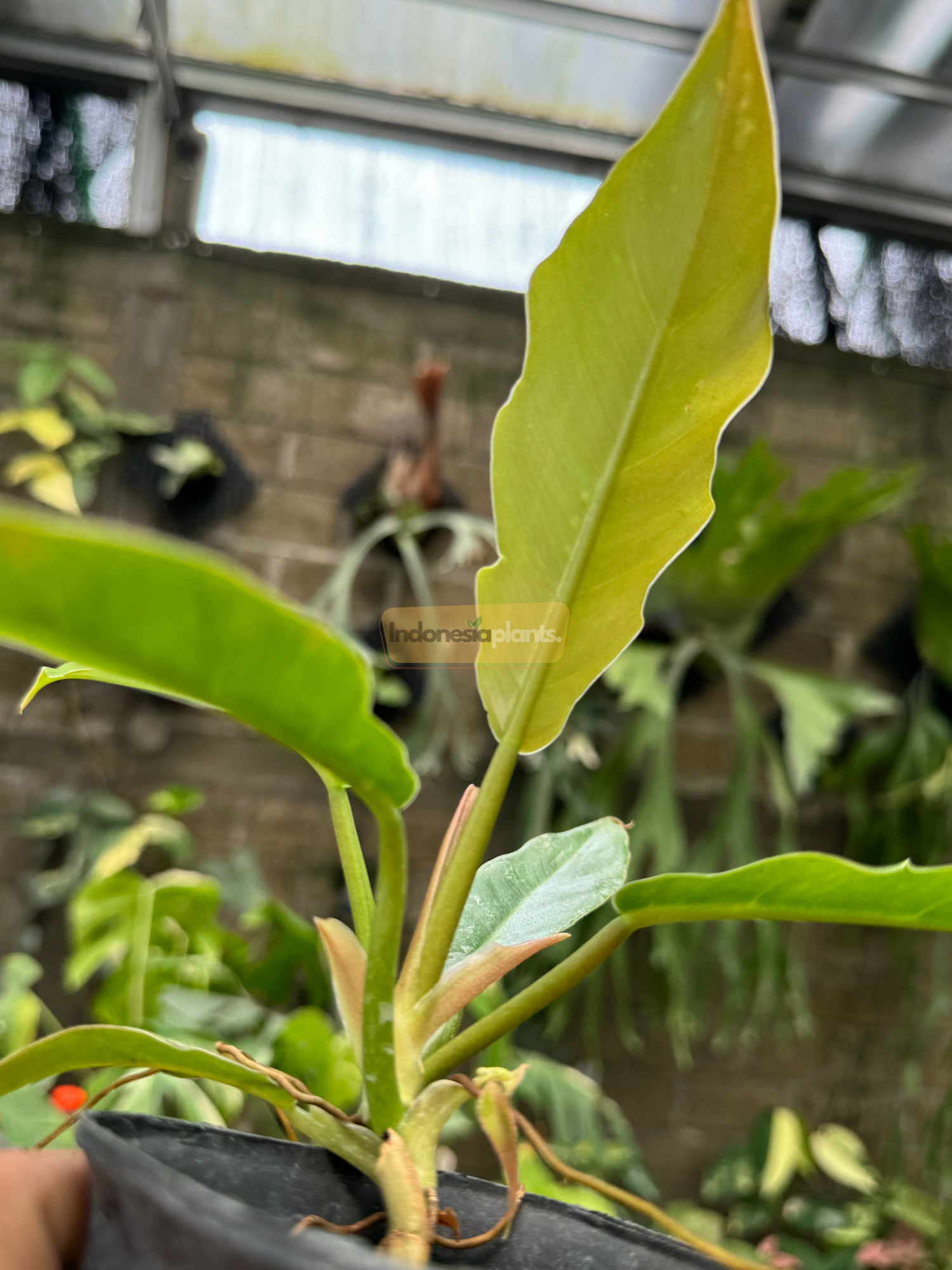 Hand holding Philodendron Green Saw plant to show scale, highlighting long narrow leaves with glossy texture and emerging chartreuse center leaf.