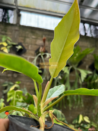 Hand holding Philodendron Green Saw plant to show scale, highlighting long narrow leaves with glossy texture and emerging chartreuse center leaf.