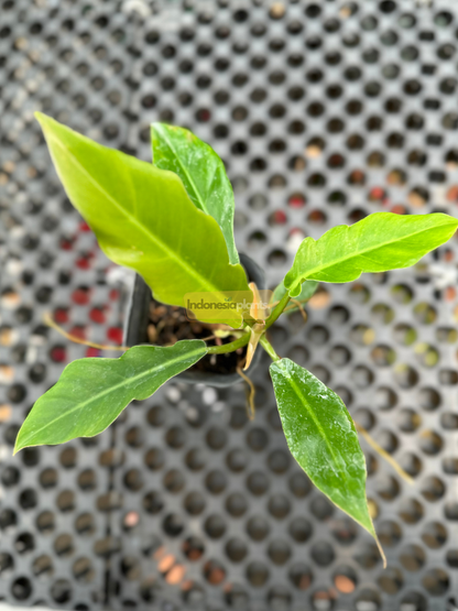 Side view of Philodendron Green Saw showcasing bright lime new leaf unfurling and pinkish new shoot, with background of greenhouse wall and foliage.
