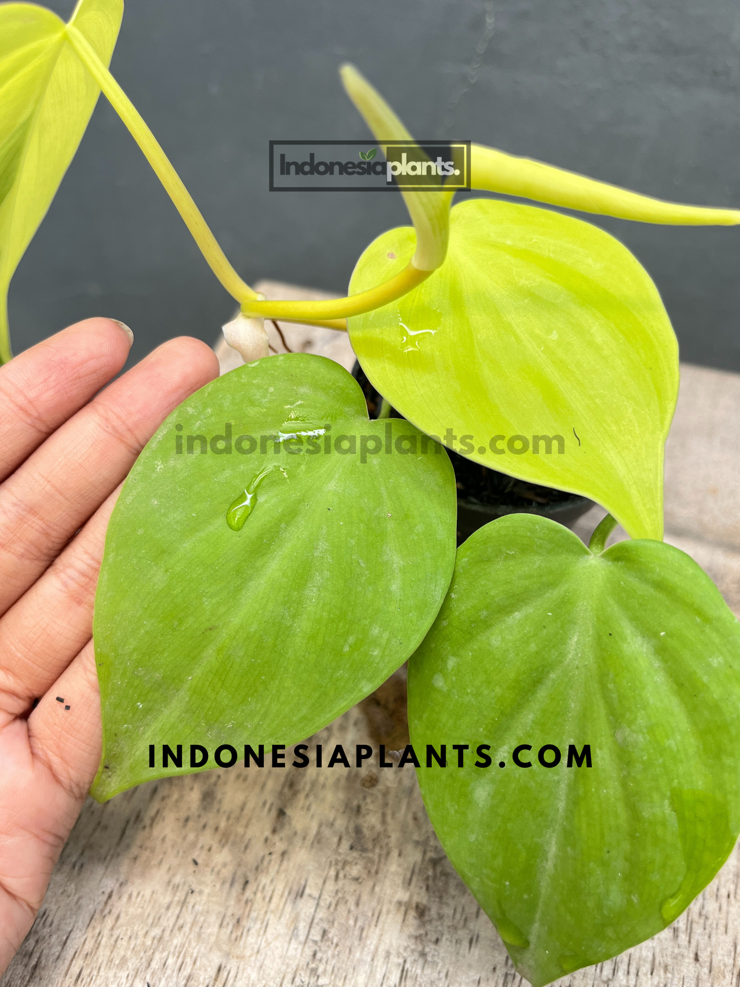 Vibrant Philodendron Hederaceum Lemon with trailing chartreuse leaves.