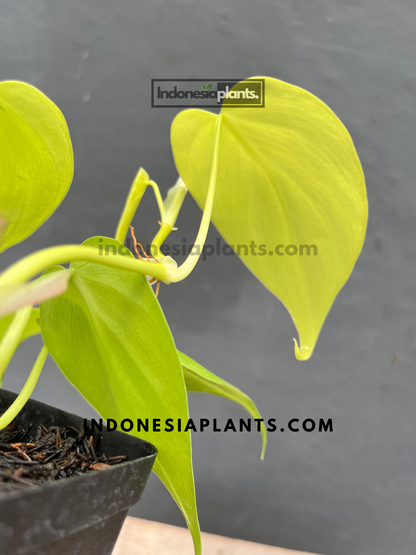 Easy-care vining plant with bright, lemon-colored foliage.