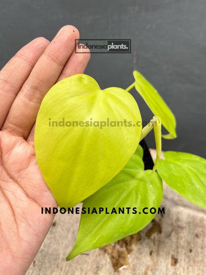 Philodendron Hederaceum Lemon