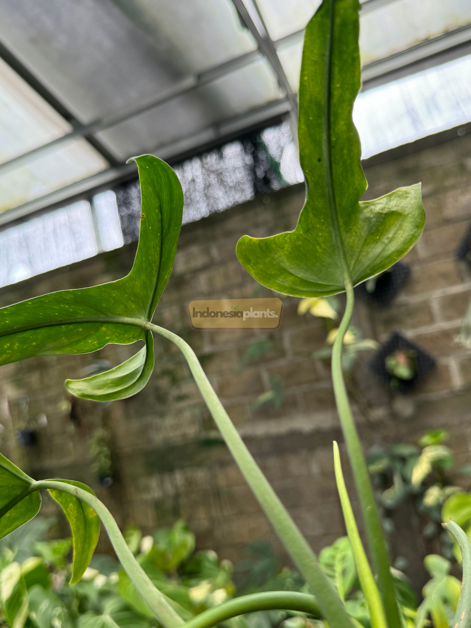 Close-up of Philodendron Holtonianum leaves against a greenhouse roof, showing elongated lobes and deep green texture
