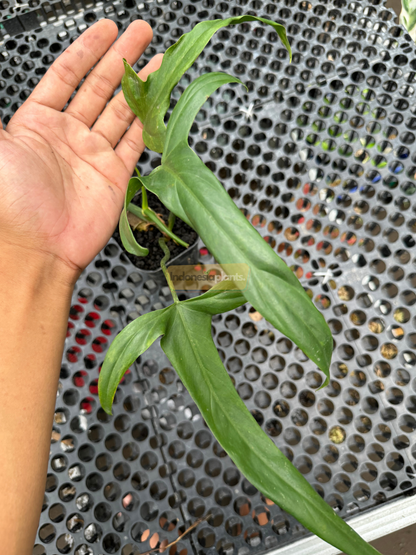 Hand showing size comparison with Philodendron Holtonianum leaf, highlighting its narrow, lobed structure