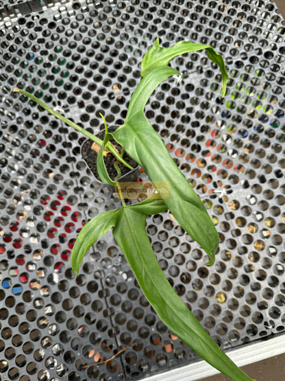 Top view of a potted Philodendron Holtonianum with multiple elongated leaves spread across a black mesh table