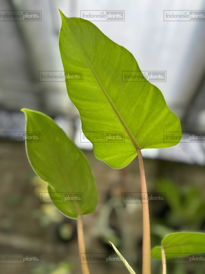 Close-up of Philodendron Jose Buono x Mayoi Green displaying bright green foliage and distinctive leaf shape.