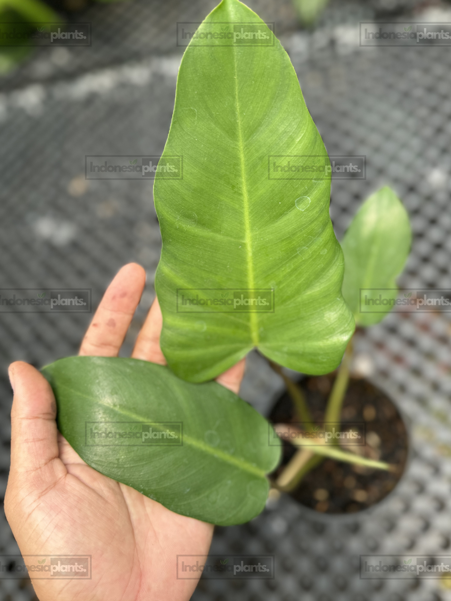 Healthy Philodendron Jose Buono x Mayoi Green hybrid plant with developing tropical foliage in nursery conditions.